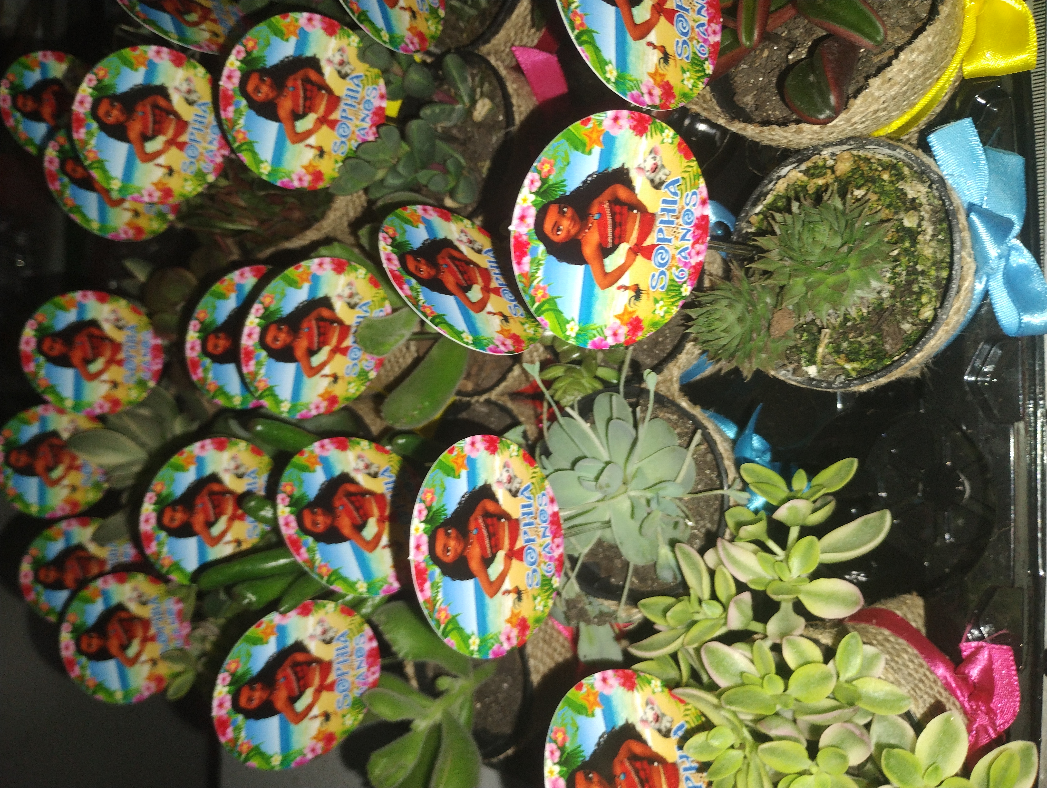 Mini suculentas