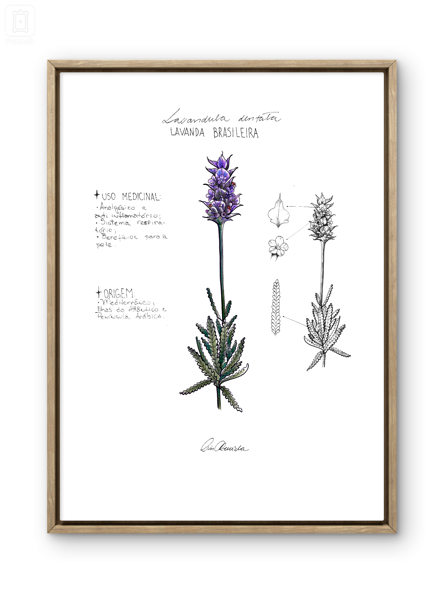 Print Lavanda flor com descrição - a gata pintou