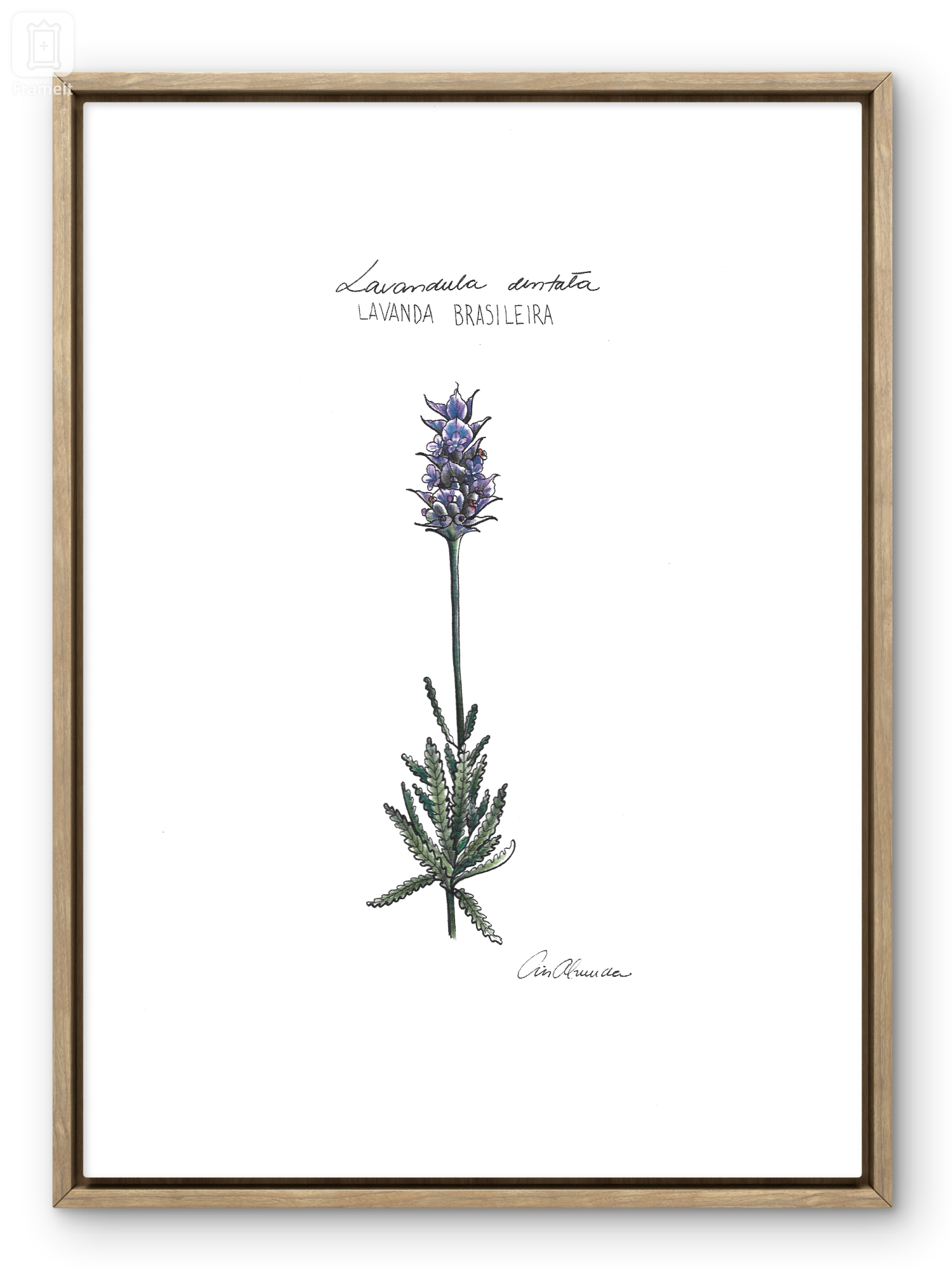 Print Lavanda flor - a gata pintou